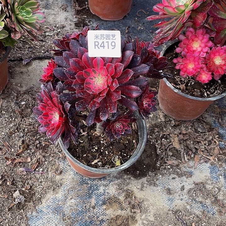 419多肉植物的生长