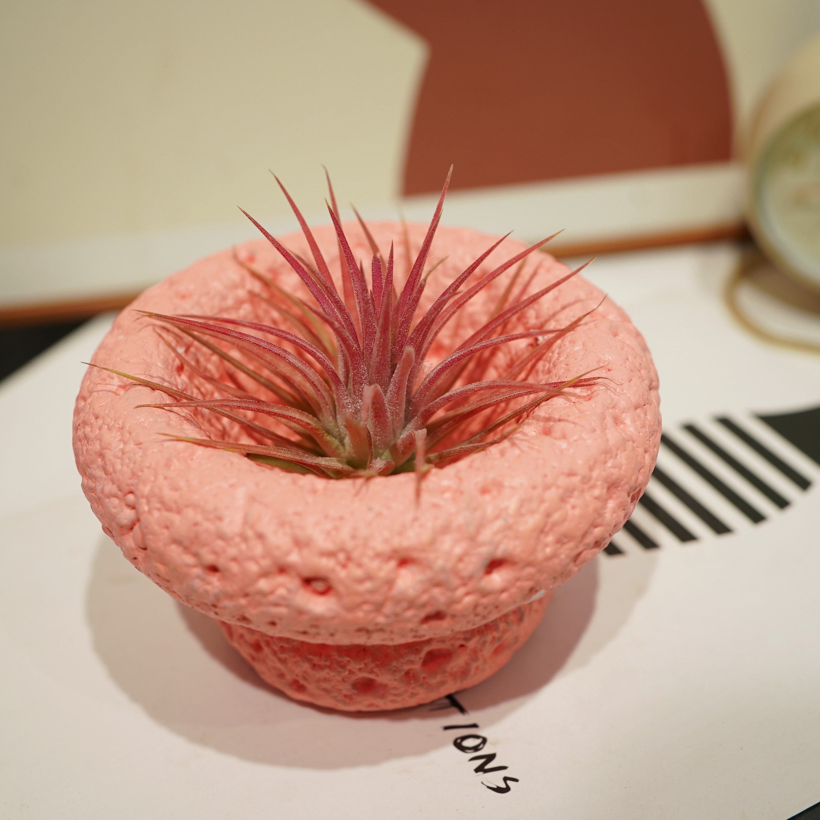 空气凤梨红精灵樱花粉水泥盆无土净化空气家居摆件室内阳台绿植