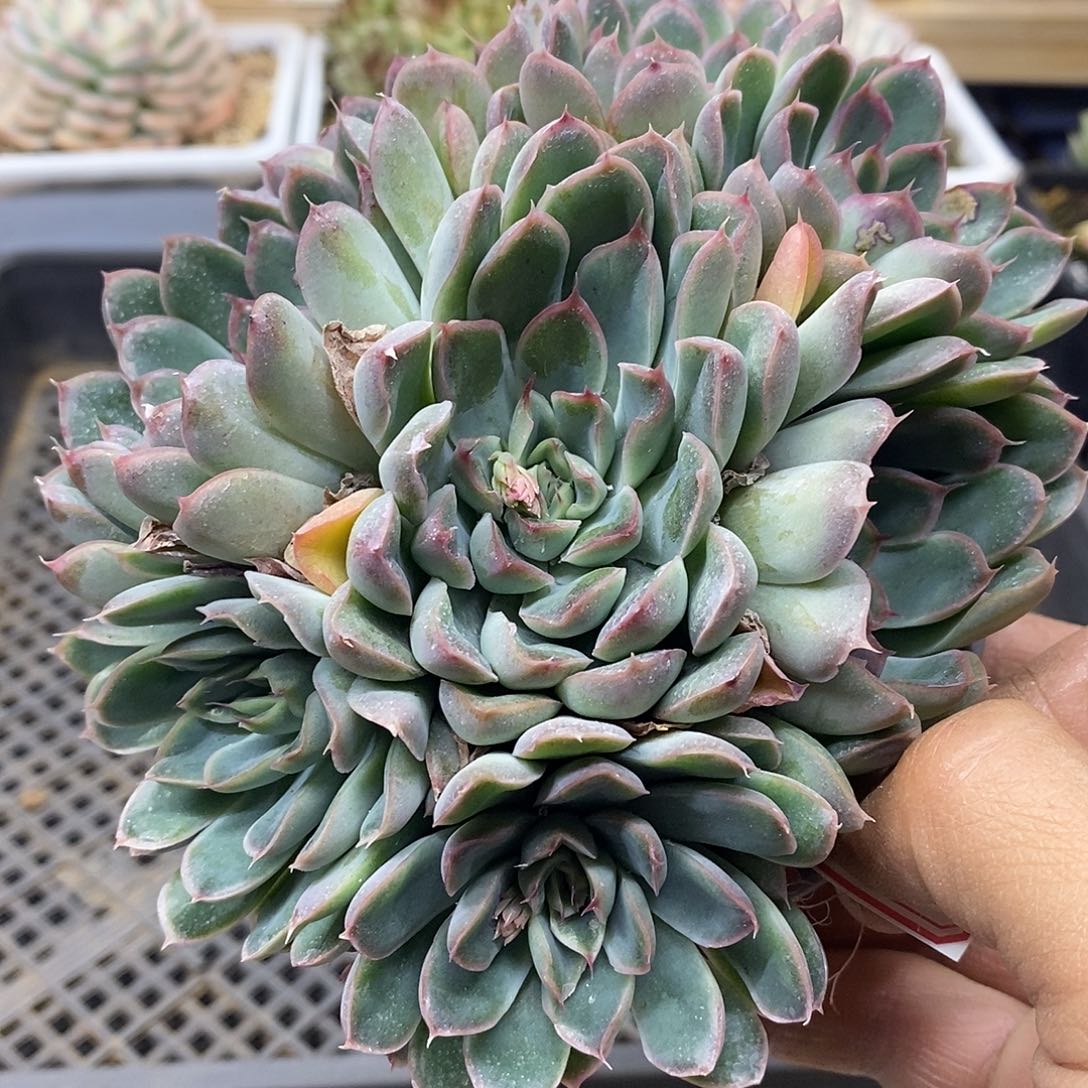 22113 福利不知名群 不售后