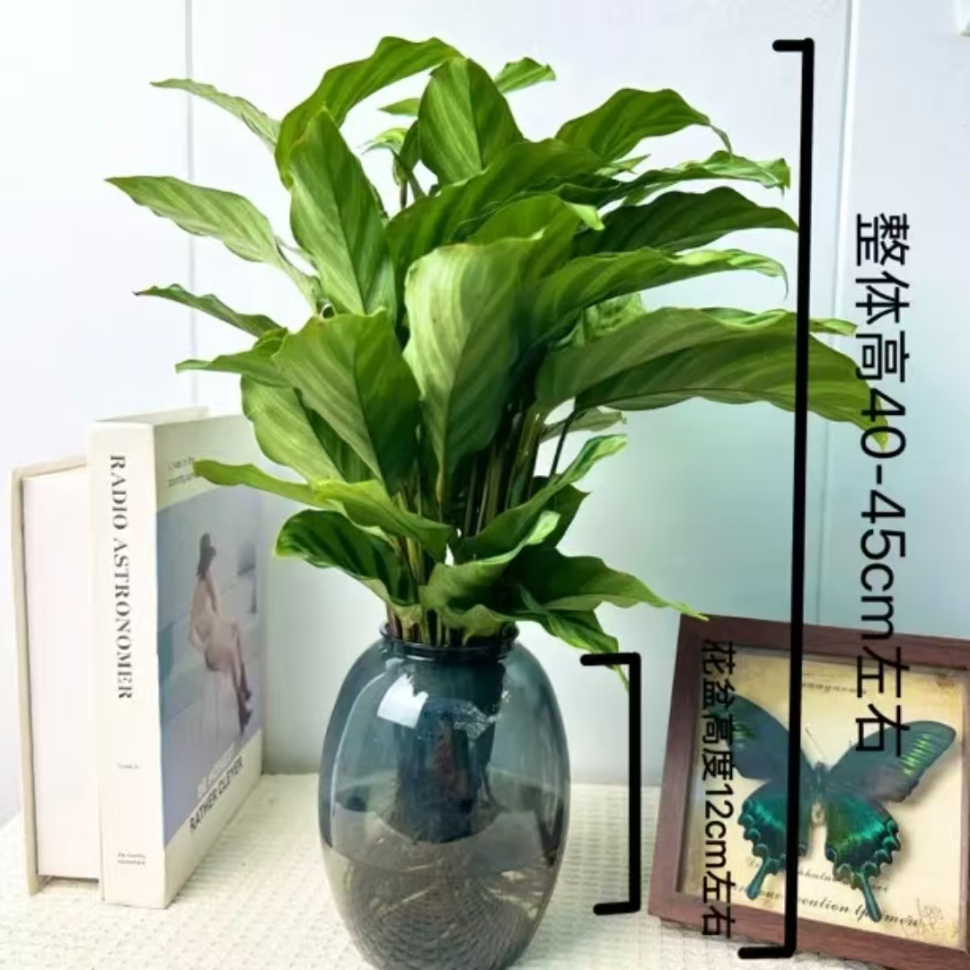翠叶青纹竹芋水土培植物盆栽室内四季常青好养客厅办公室绿植