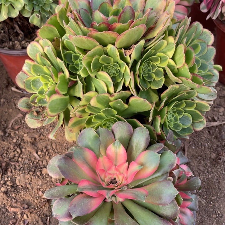 无花朵974组合无售后多肉