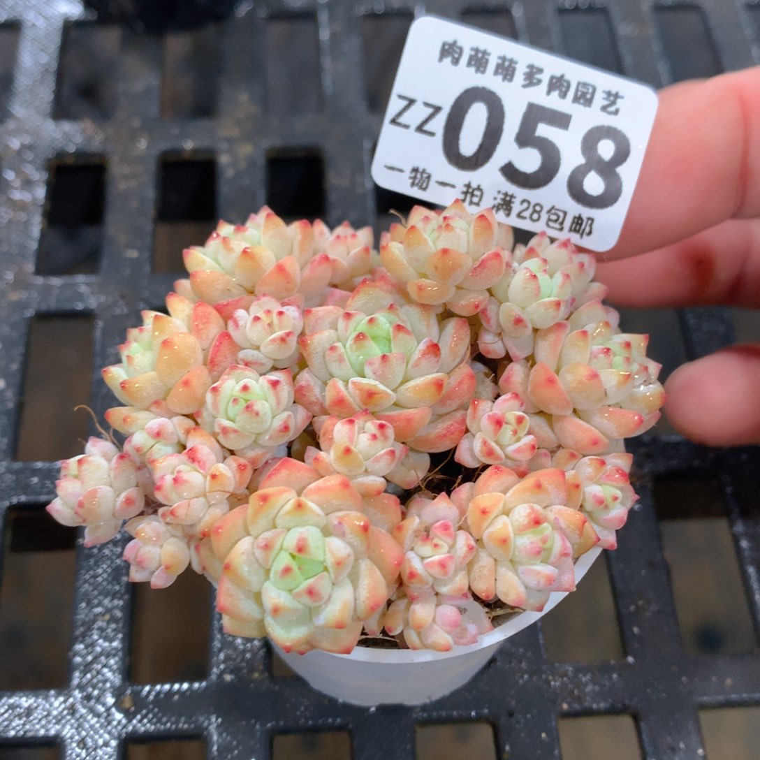 肉萌萌拇指盆精控多肉ZZ058