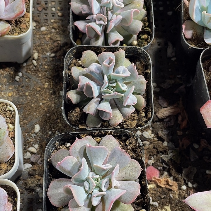 猪鼻子带盆土发货