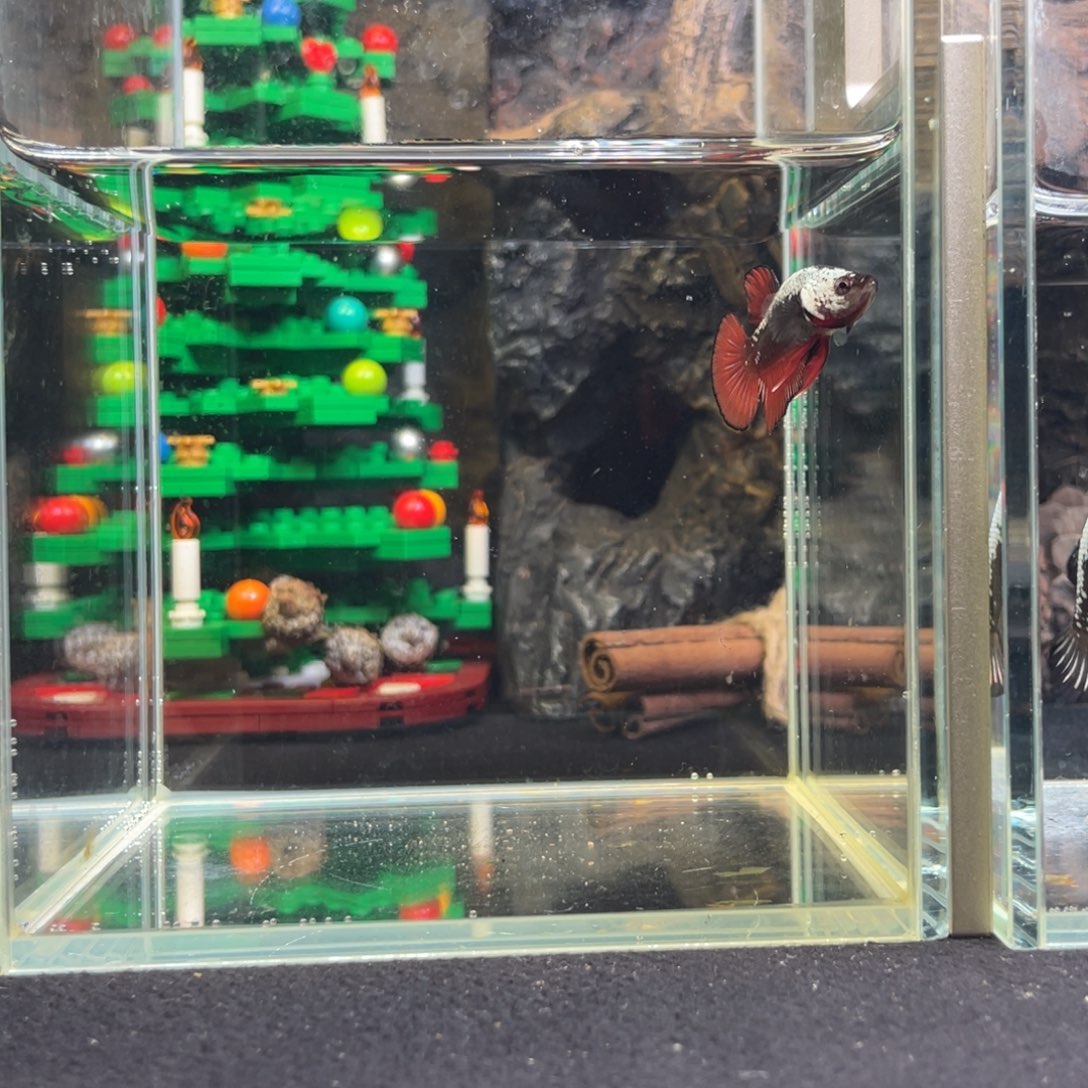 斗鱼十二月十七日竞价