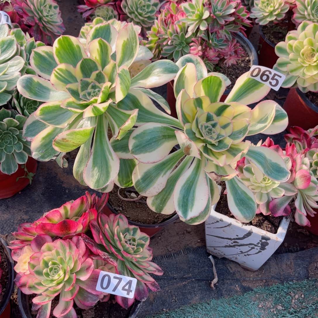 065燕姿锦多肉植物