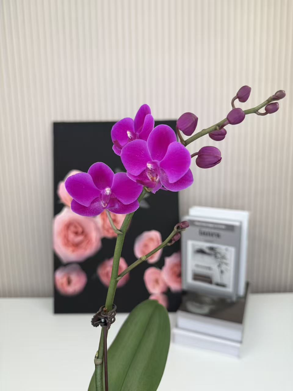 【满天红】蝴蝶兰 红色中小花型 四季花 室内花精品 源头基地直