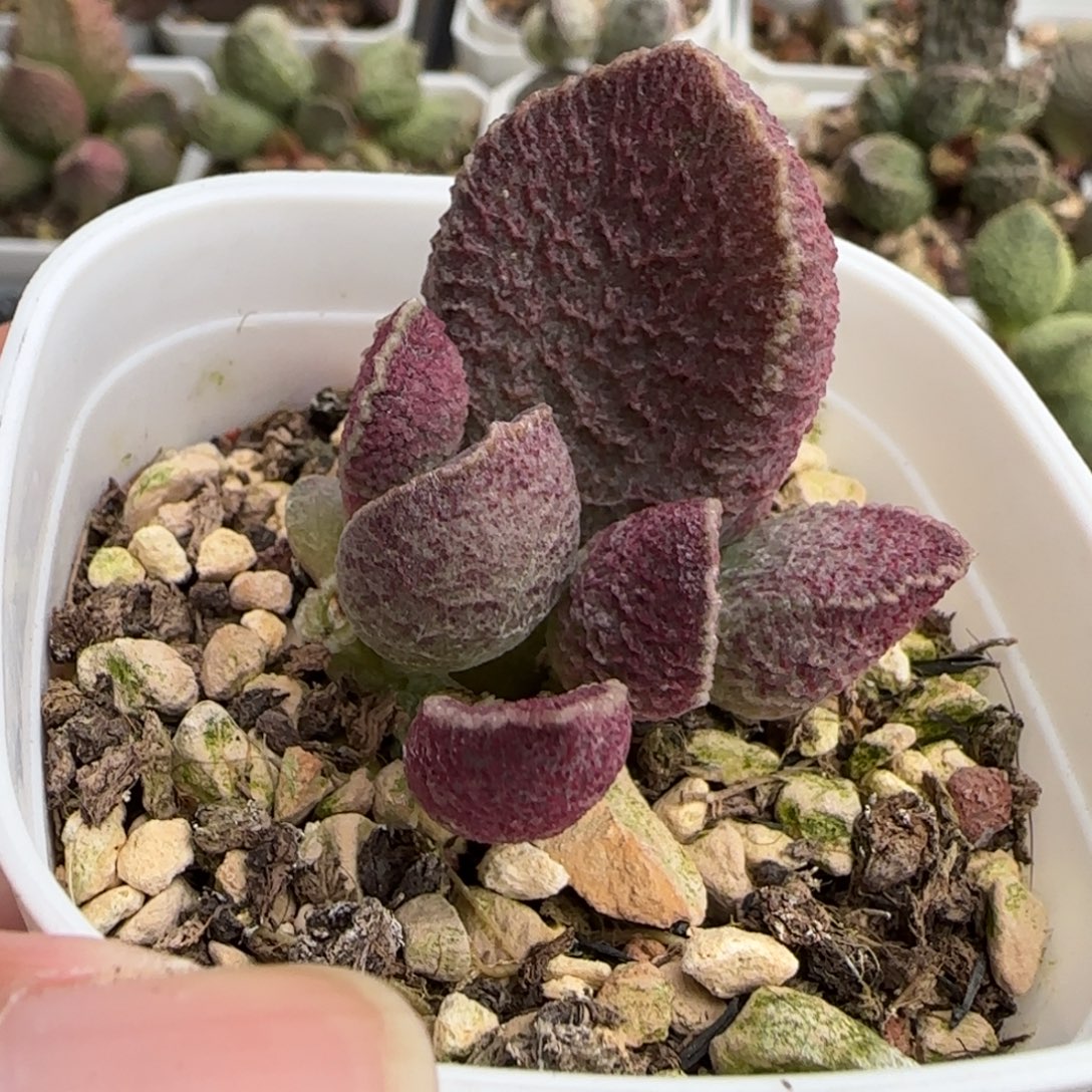 哈默猪肝多肉水泡