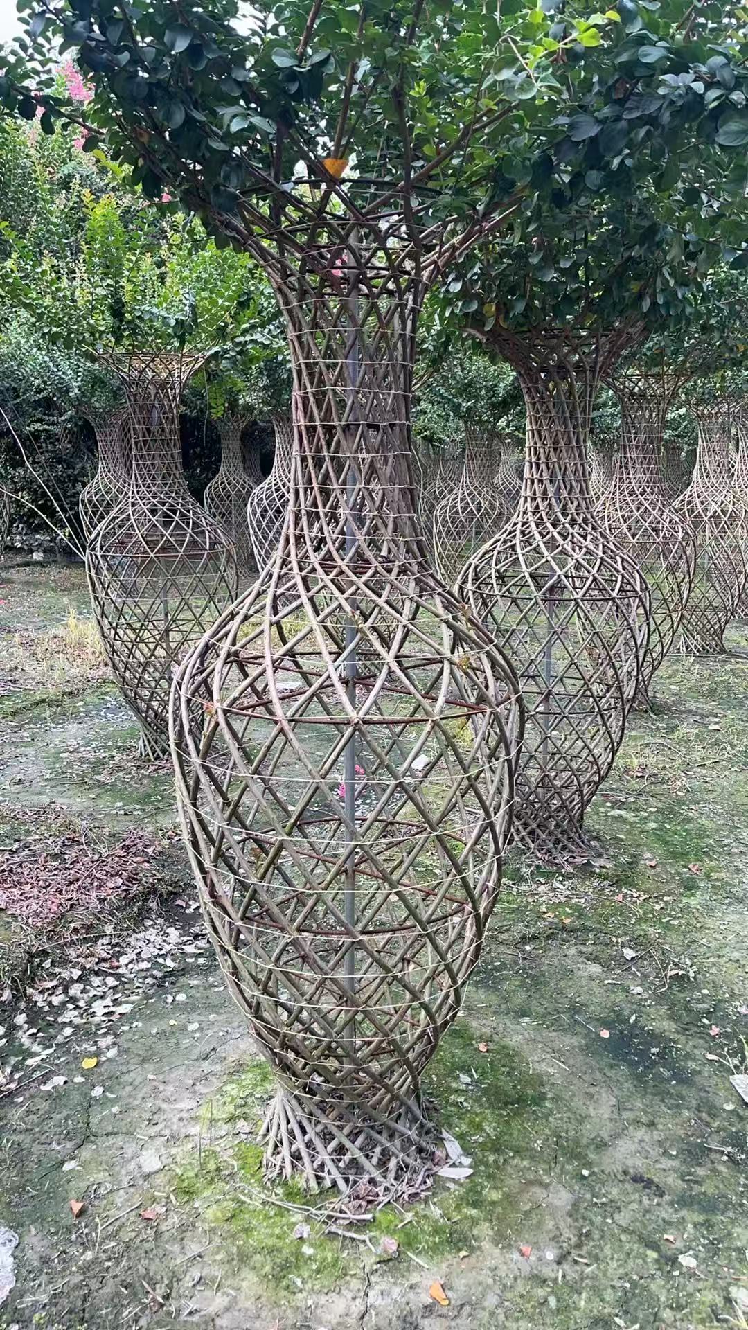 造型花卉适合庭院栽植花量大落花迟耐寒耐旱