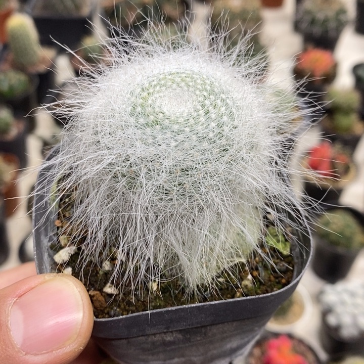 雪原玉翁特价福利