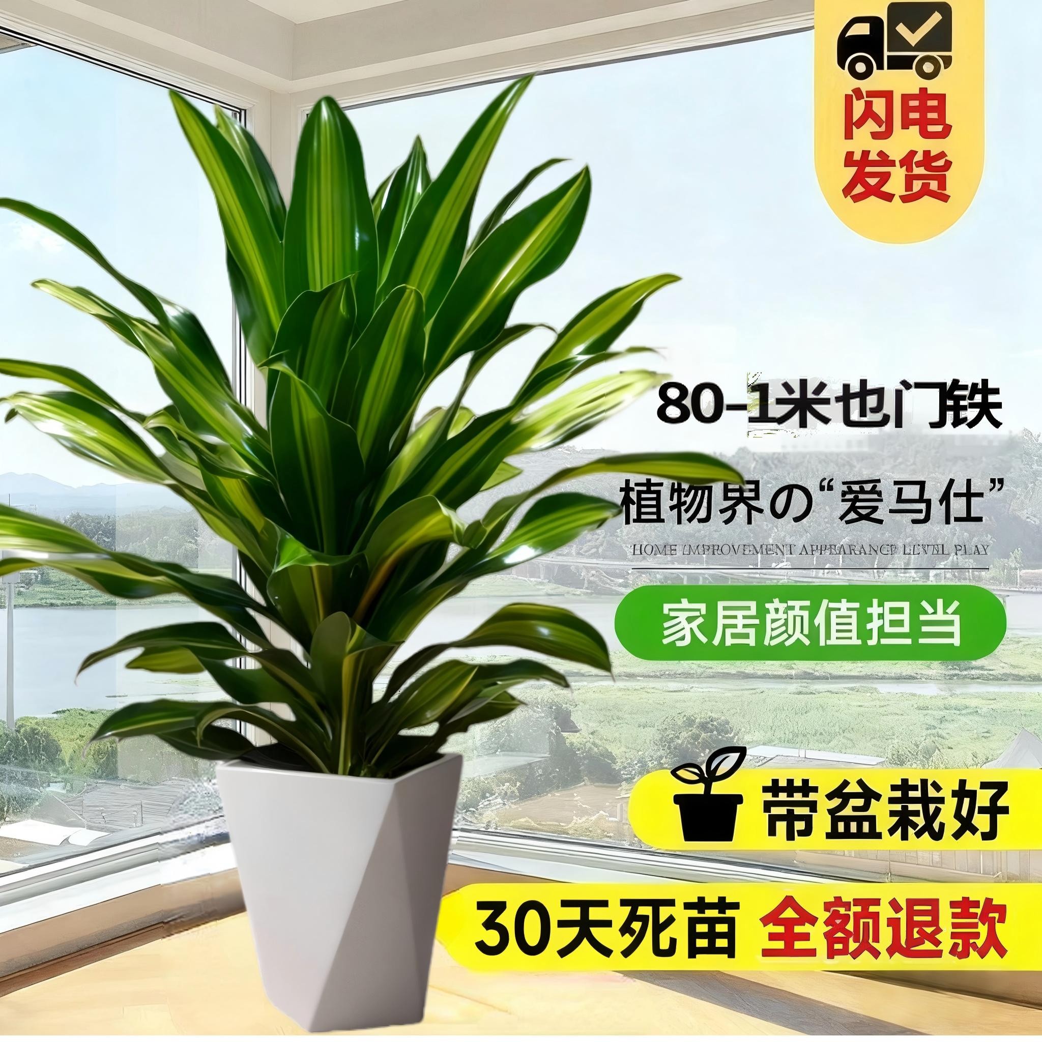 80-1米金心也门铁爆款推荐!高人气室内绿植 吸味净化 懒人必备