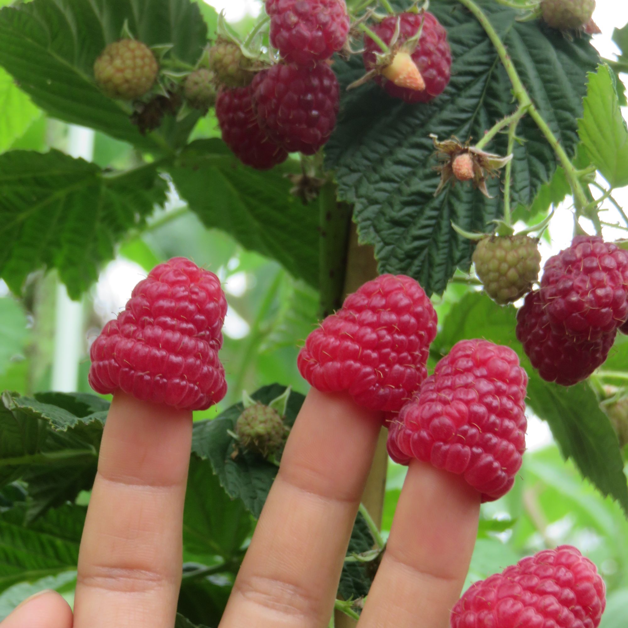 中小盆树莓家庭园艺种植阳台庭院绿植可盆栽地树莓盆栽