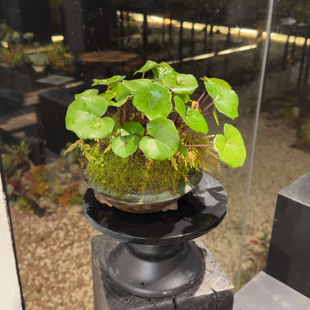 全部花朵山野草日本