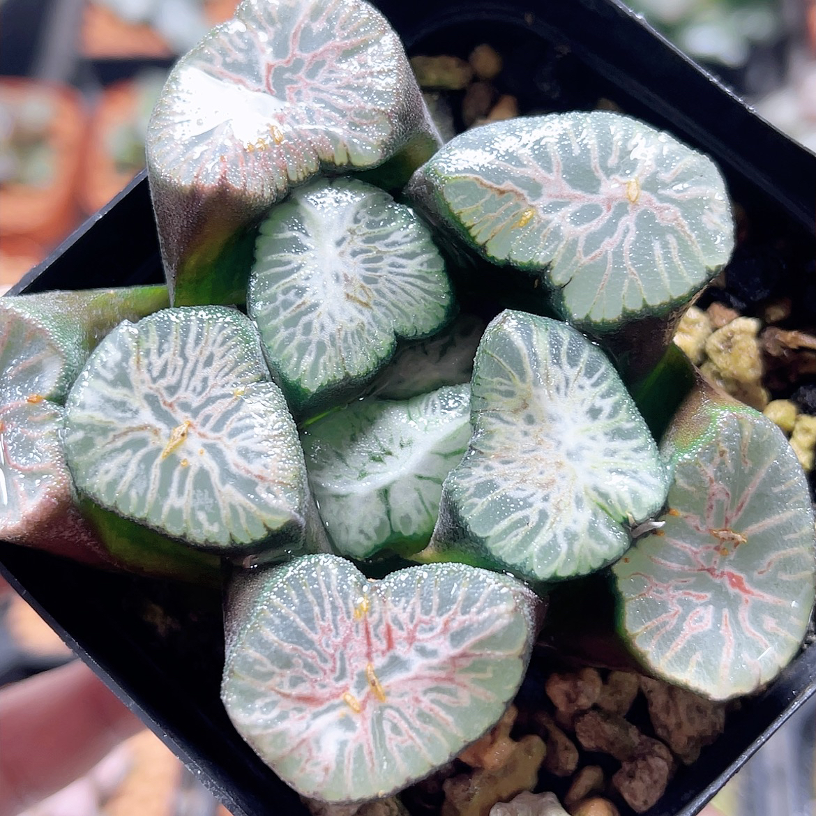 十二卷玉露 翡翠龙万象母本 阳台办公室新手高端多肉植物