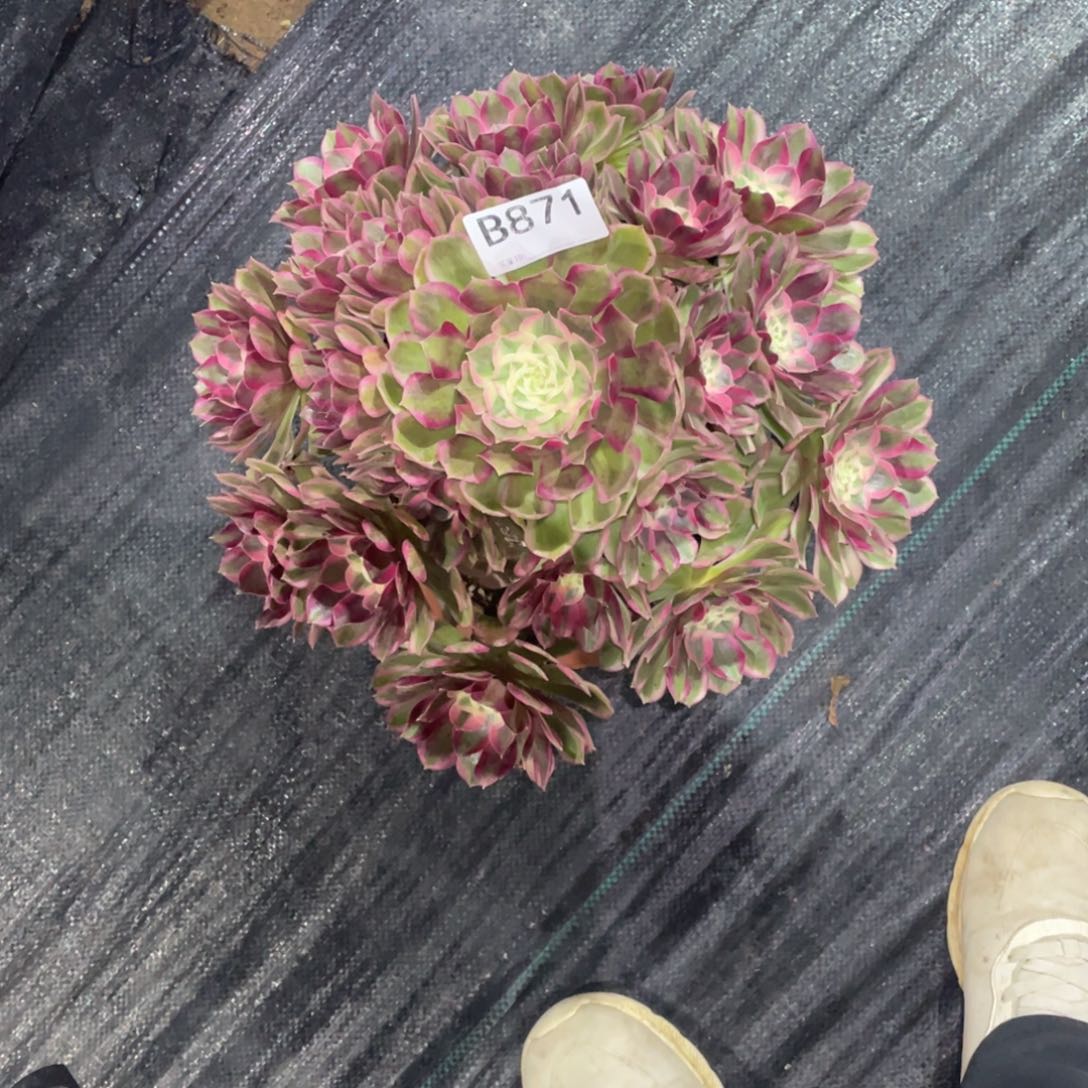 宋***群孔雀翎法师。    871