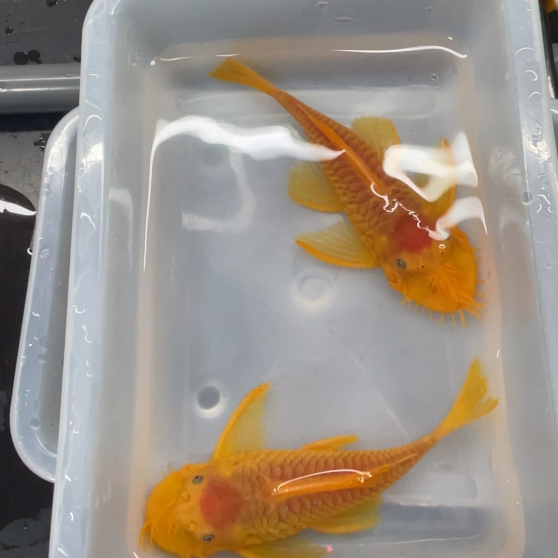 清道夫鱼胡子俩公开箱视频报损