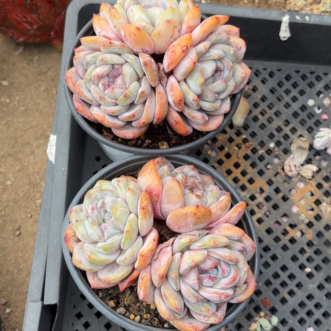 星影  老桩 2颗特价