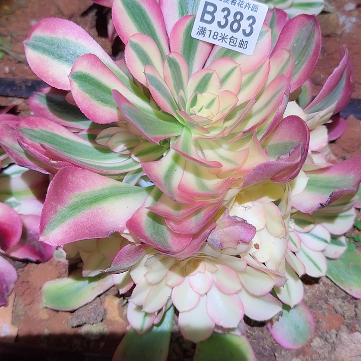 多肉法师香妃多多