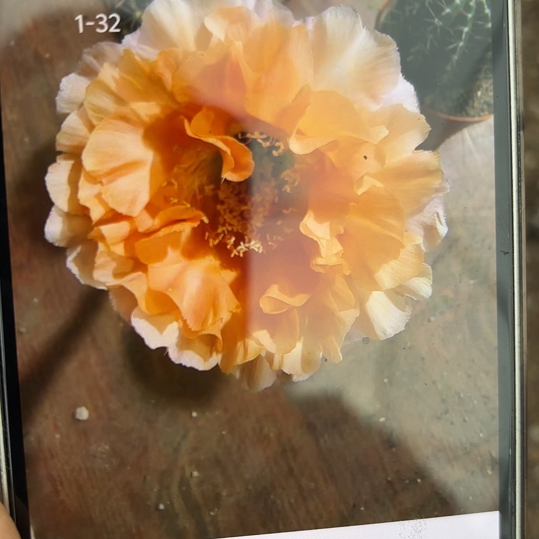 彩草1-32号8公分左右