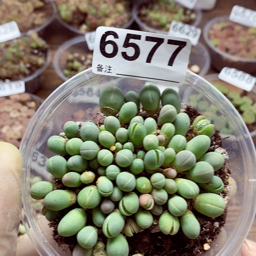 6577银光玉啊啊啊啊啊啊