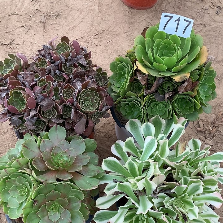 无花朵717四颗多肉植物组合