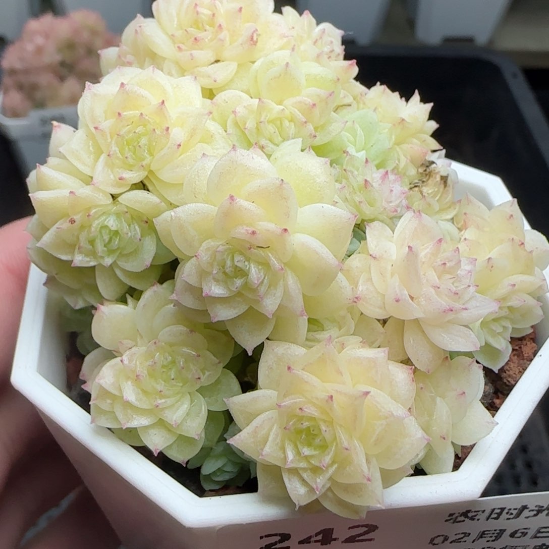 0206-242优选麦秆