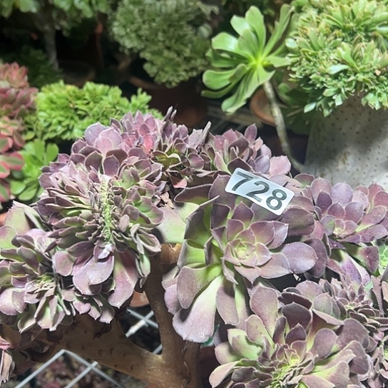 迷***人多肉植物一个荷兰728