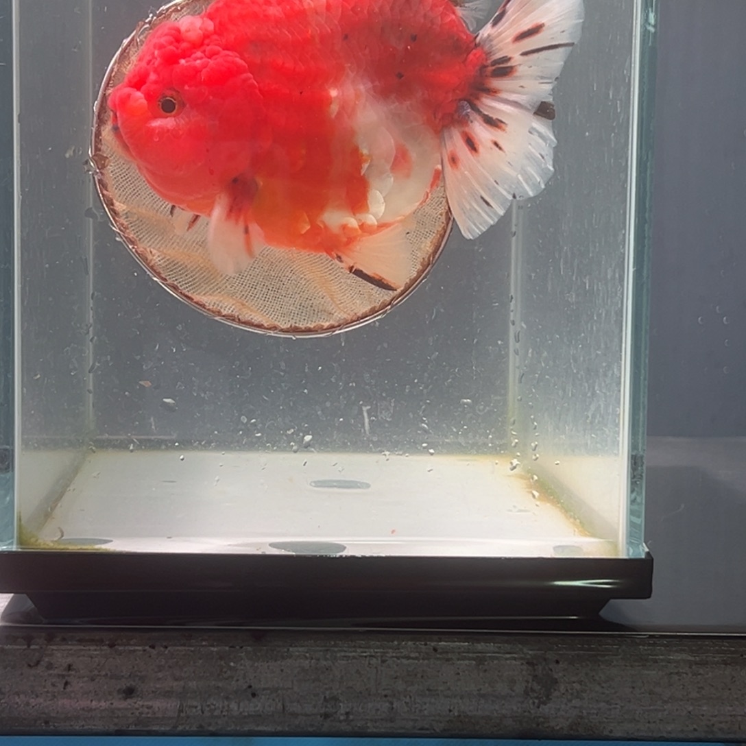 金鱼0526884556887445655