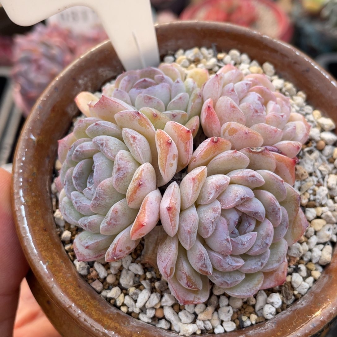 0605雪颜不带盆6厘米