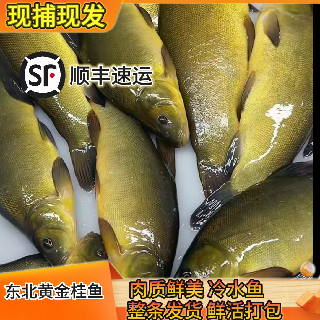 【黄金桂鱼】东北特产精品野生冷水丁桂鱼 整条鲜活发货顺丰速运 保鲜不保活