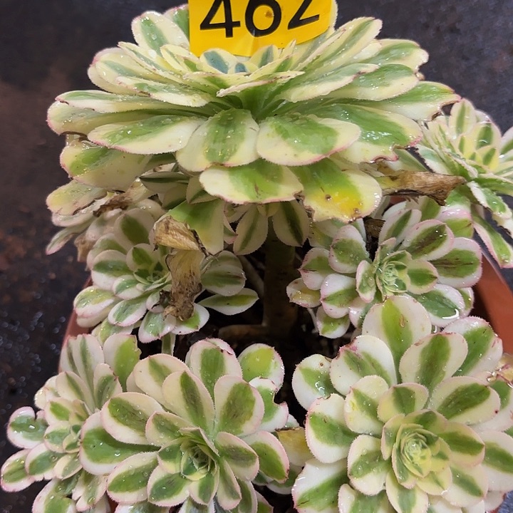 多肉植物福利462