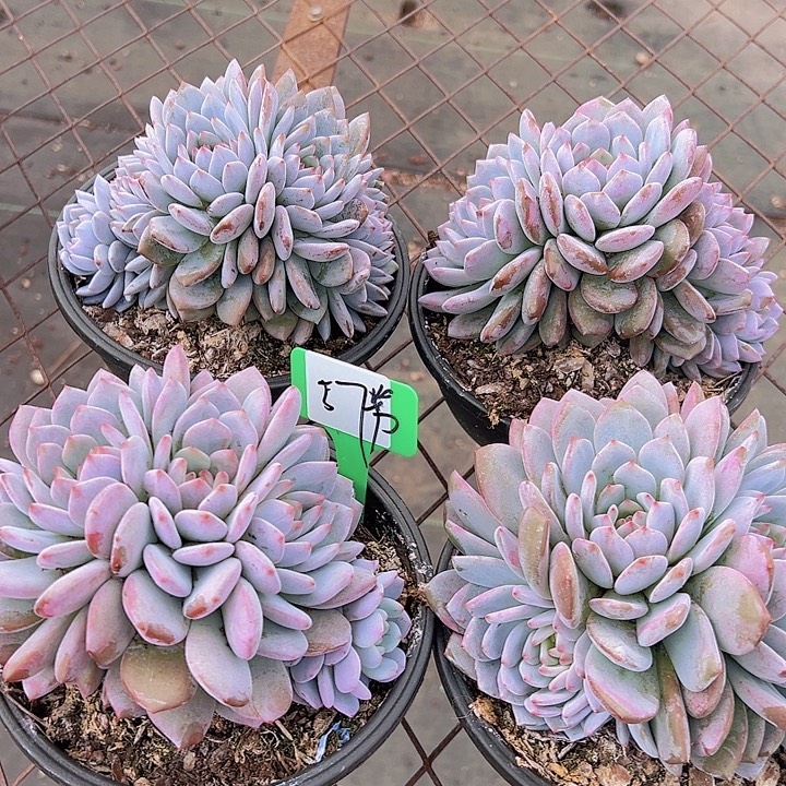 57星星辰带盆一个