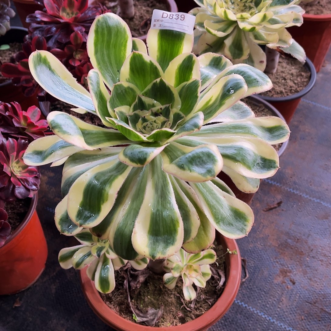 完全开放多肉植物839艳资锦