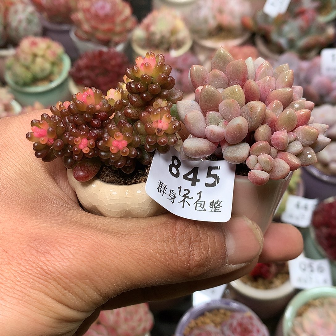 精控拇指盆12.1845