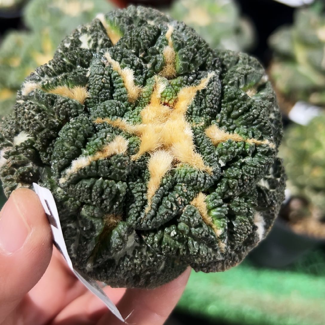 无花朵龟甲牡丹球缺水165