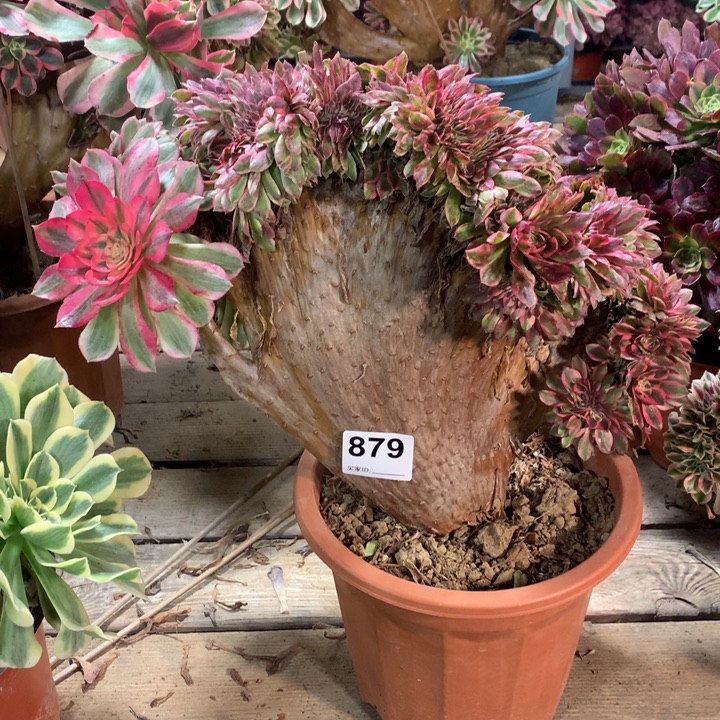 879 倾城缀多肉法师整版儿