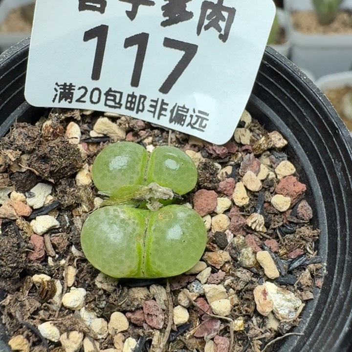 粉樱带盆土。