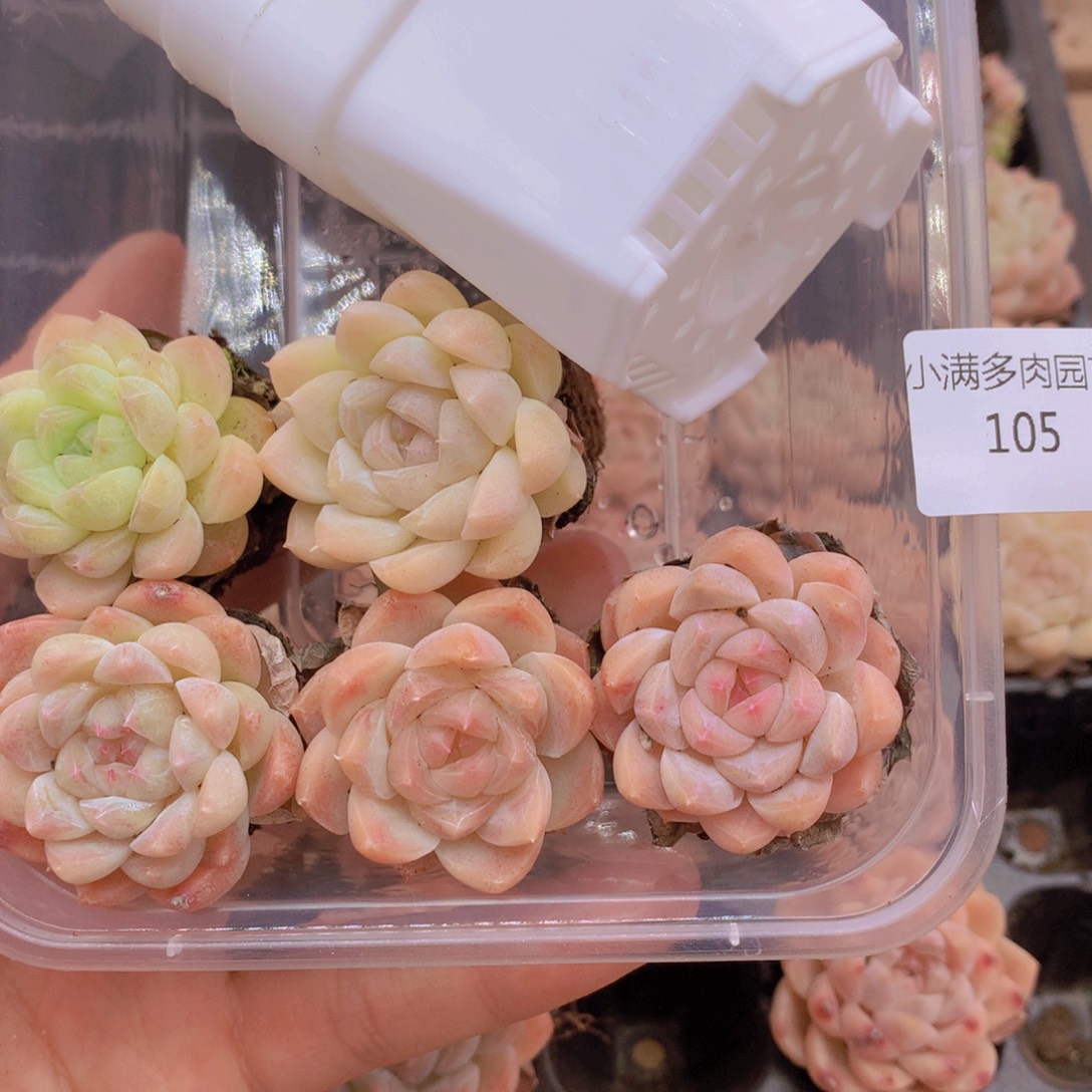 我要去看电影啦啊105