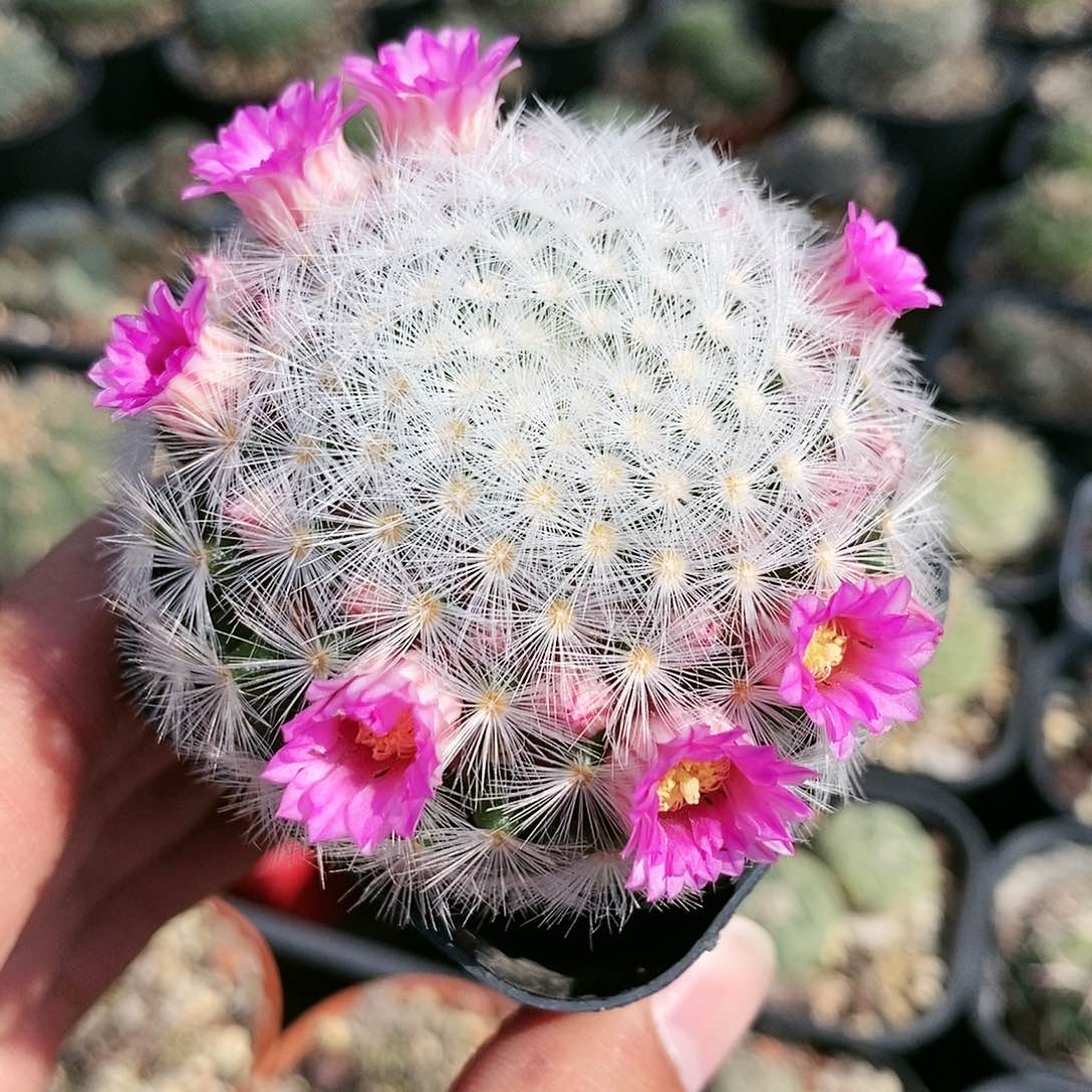 白刺嘉文玩哈哈哈