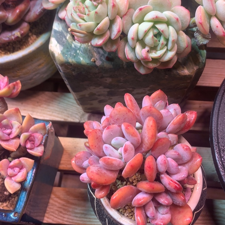 韩版灰姑娘z z z z z