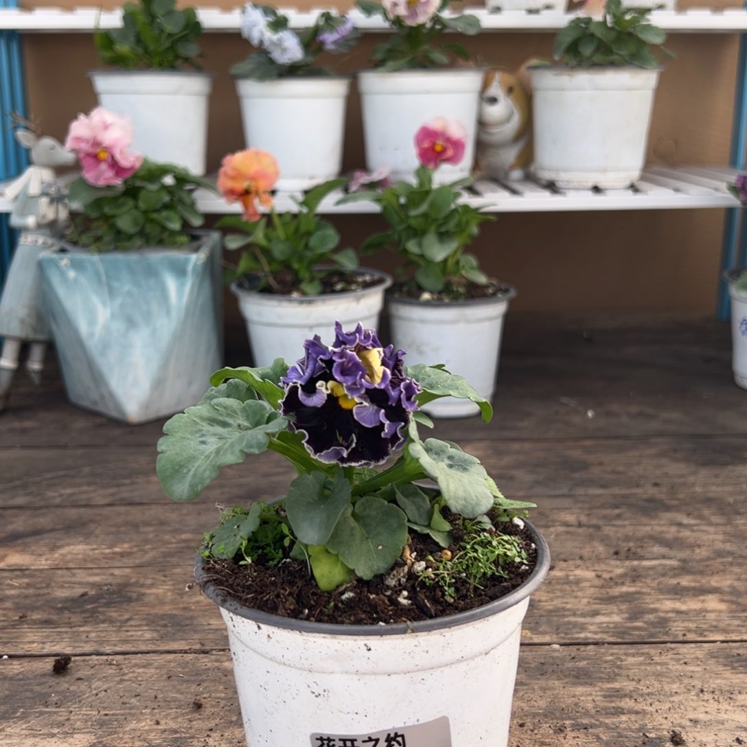 【闪购商品】完全开放104号