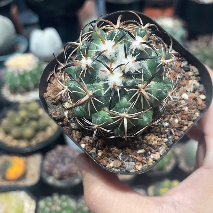 实生钢钉仙人球一颗