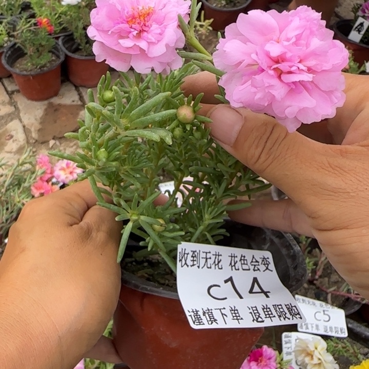 无花朵C014超小苗盆口10cm