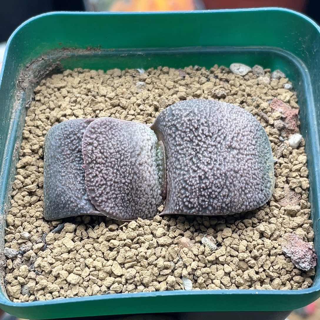 实生大尤短叶军配卧牛