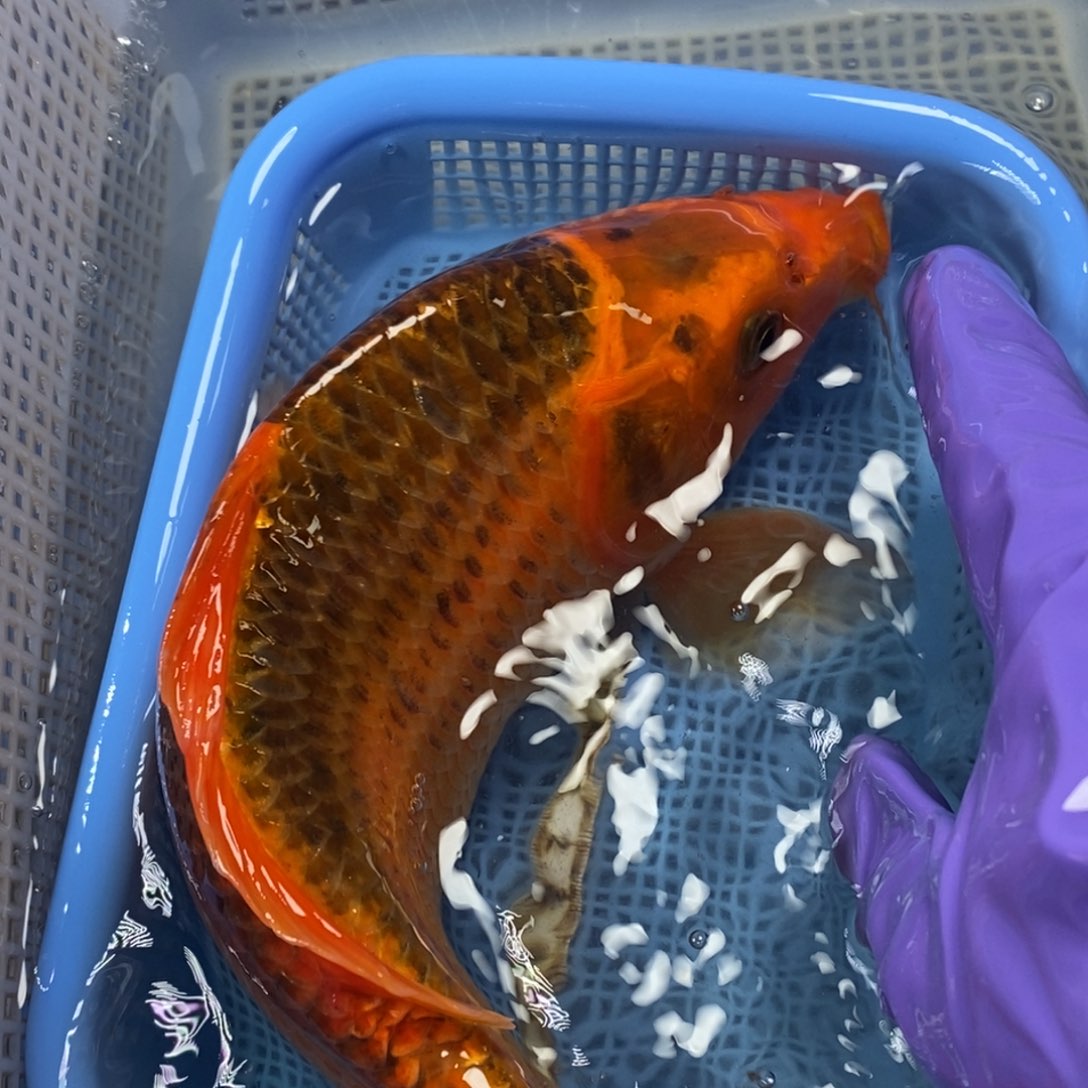 锦鲤冷水锦鲤包邮