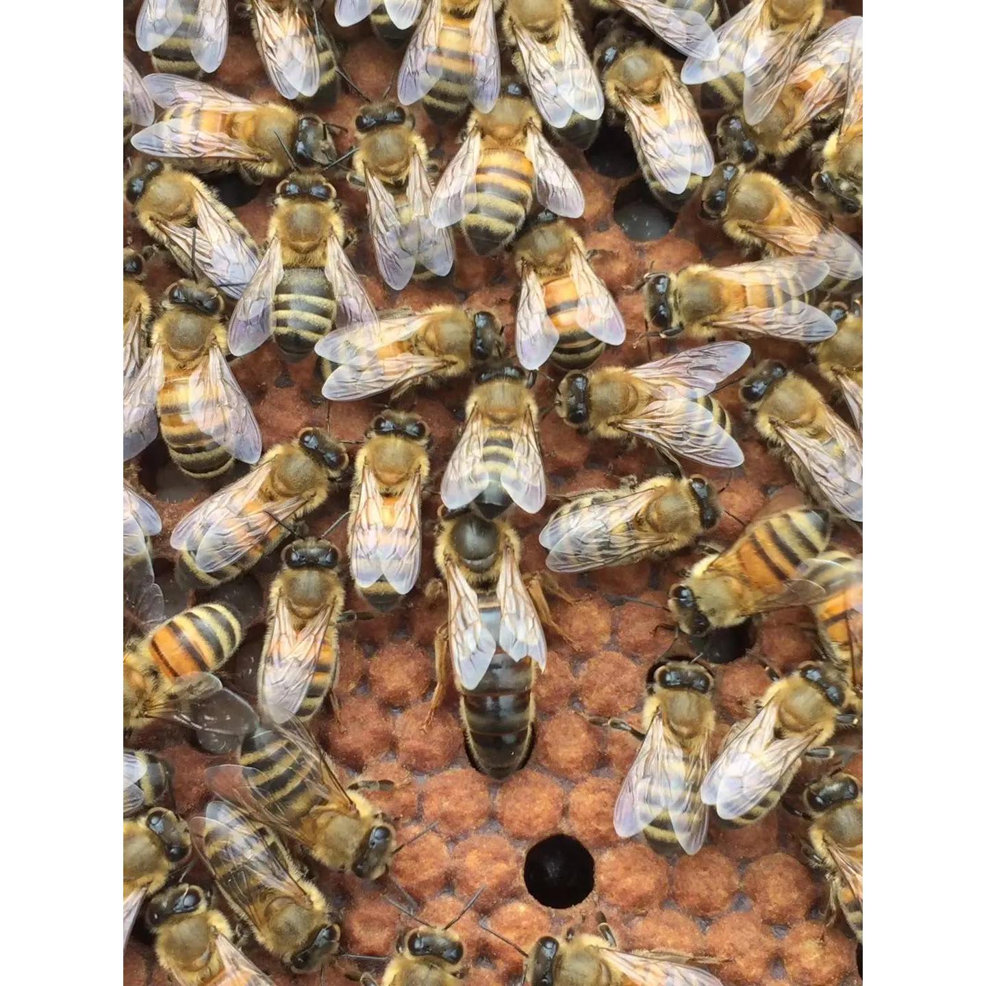 优质高产新开产蜂王养殖活体