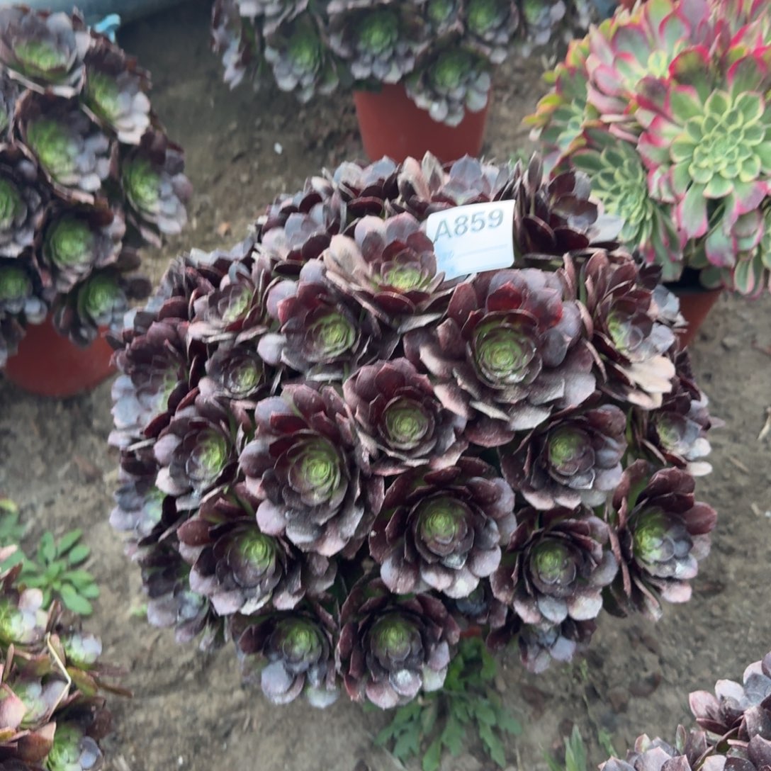 万圣节多肉859号多肉