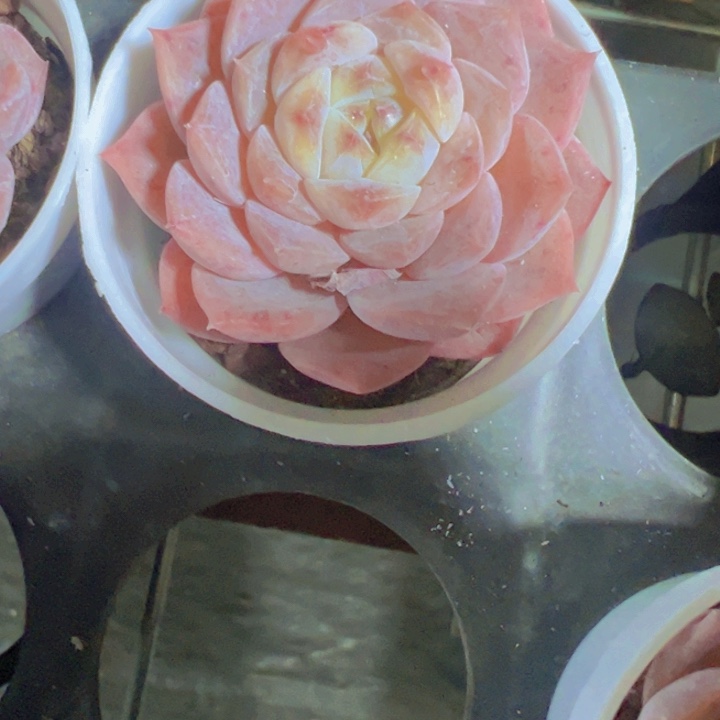 草莓波波精品多肉植物大战