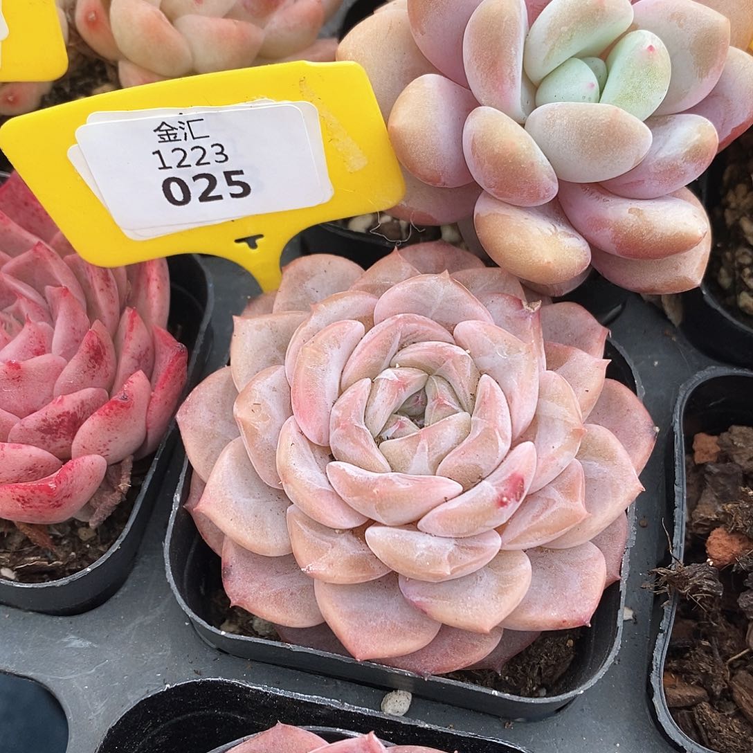 福利多多。1223025