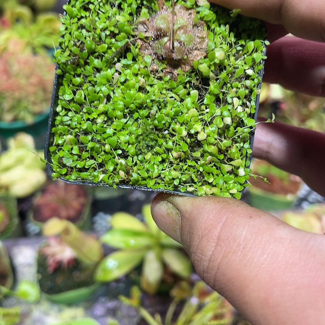 完全开放小蓝兔狸藻