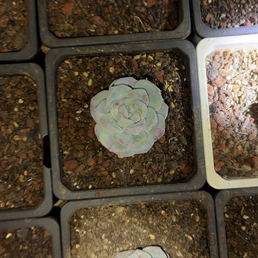 冰玉石化满20包邮脱土发货